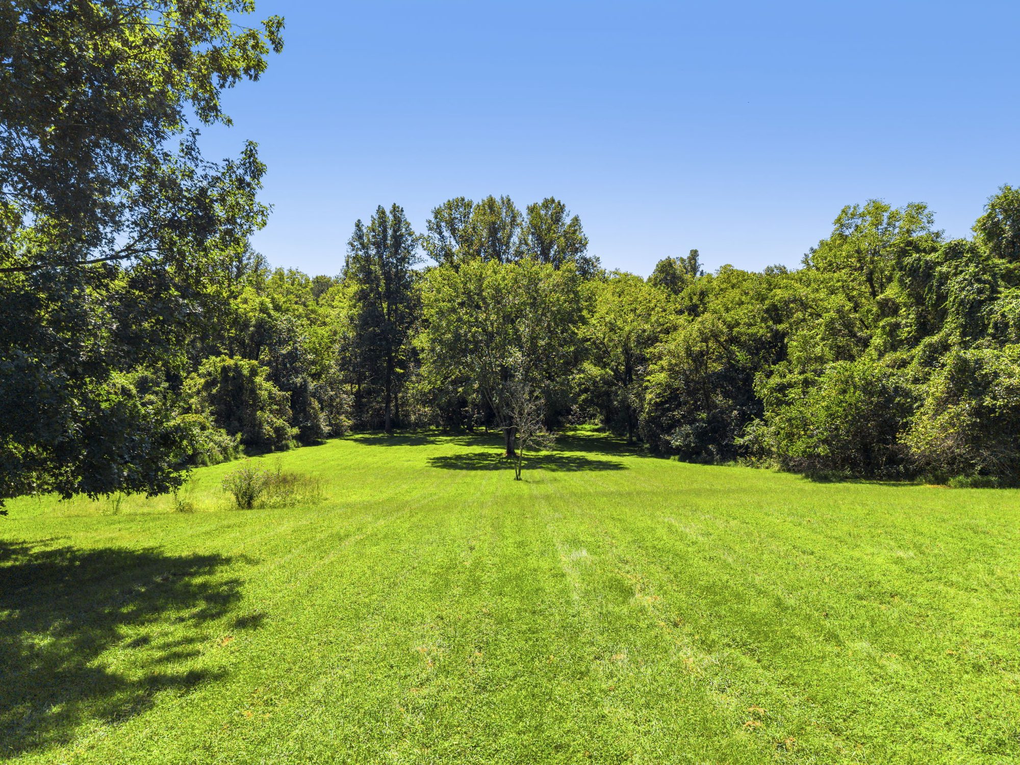Level, open back lawn framed by mature hardwoods